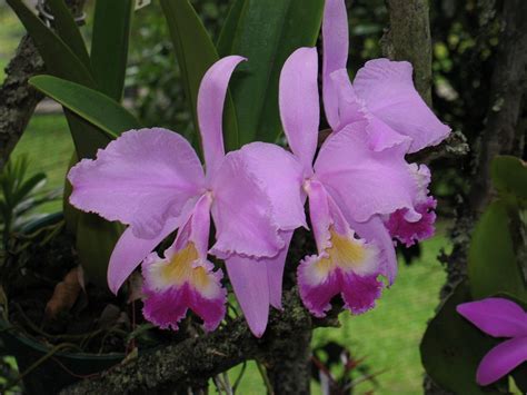 Colombia: Christmans orchid, May flower / orquídea colombiana, flor de ...