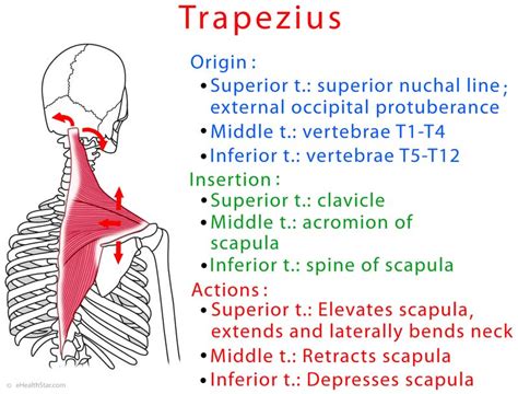 Trapezius Muscle (Upper, Middle, Lower) Spasm, Chronic Pain | eHealthStar