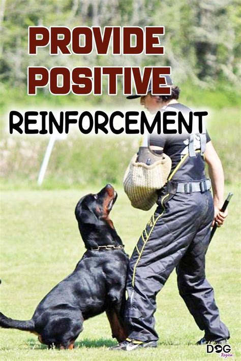 Provide positive reinforcement | Protection dog training, Dog training, Positive reinforcement dog