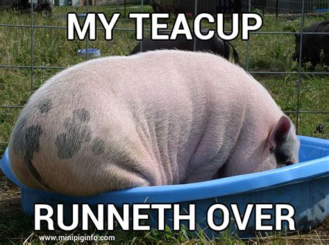 Teacup has runneth over! | Micro pigs, Pig memes, Cute piglets