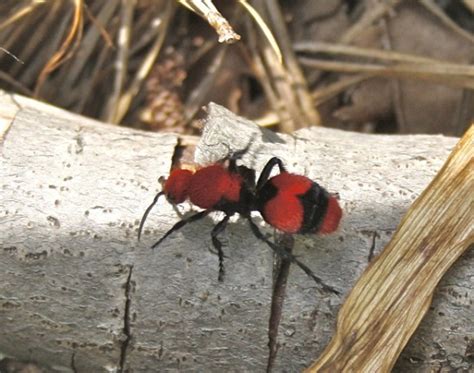 Red Velvet Ant Facts, Sting, Size, Habitat, Lifespan, Pictures