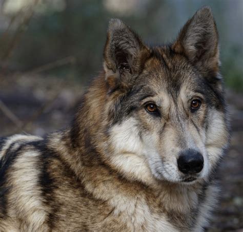 Get facts about wolf-dog hybrids | International Wolf Center