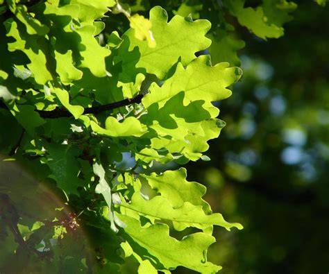 Quercus petraea - EUFORGEN European forest genetic resources programme