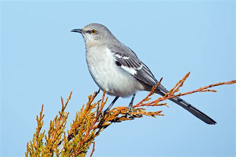 Enjoy a Winter Bird Watching Event with a Popular NY Preserve