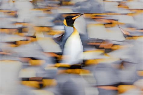 Wildlife photographer Chris Packham on his photography kit, inspirations and company ethics ...