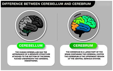 Difference Between Cerebellum and Cerebrum - An In-Depth Comparison