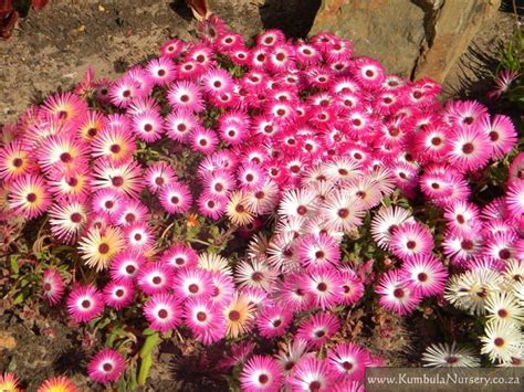 Dorotheanthus bellidiformis | Kumbula Indigenous Nursery