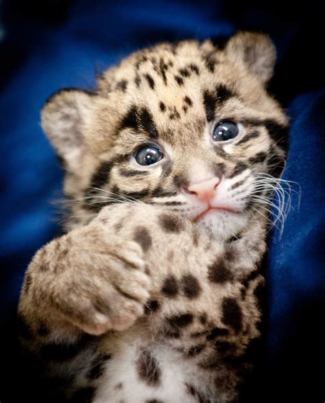 Endangered Clouded Leopard Cubs born at Point Defiance Zoo & Aquarium ...