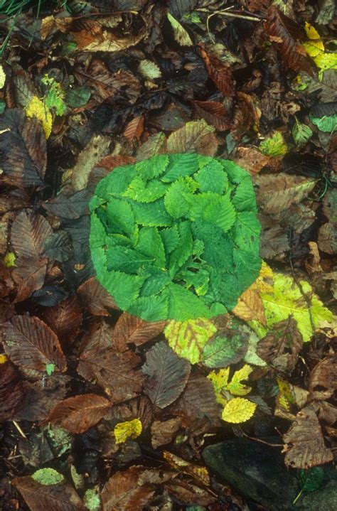 Andy Goldsworthy Digital Catalogue: 1980_247 | Andy goldsworthy, Andy ...