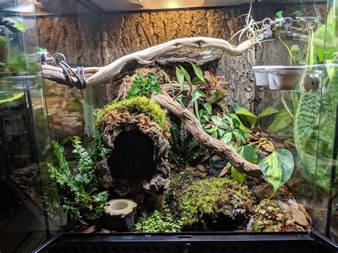 Holistic Design in Bioactive Vivariums﻿: Gargoyle Gecko, Part 2 - Gecko ...