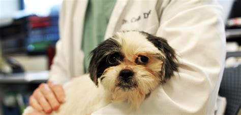 Common Dog Diseases | ASPCA