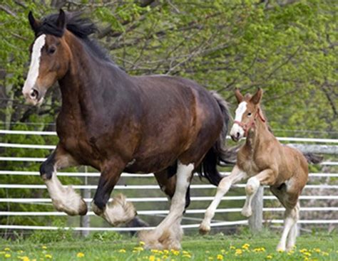 Horse Breed Guide - The Shire Horse Breed Profile - Equitrekking | Horse breeds, Shire horse ...