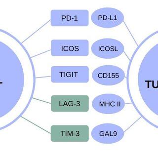 Immune checkpoints with indication of described molecules. | Download ...