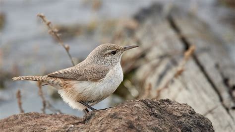 Rock Wren | Audubon Field Guide