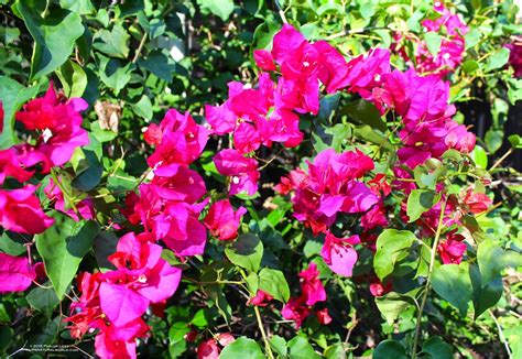 Flowering Bushes Of Florida - Garden Plant