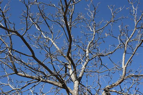 Tree Branches against Blue Sky Picture | Free Photograph | Photos Public Domain