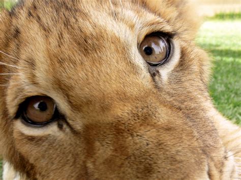 Lion Cub Face Closeup Free Stock Photo - Public Domain Pictures
