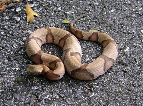 Southern Copperhead (Snakes Of Florida) · BioDiversity4All