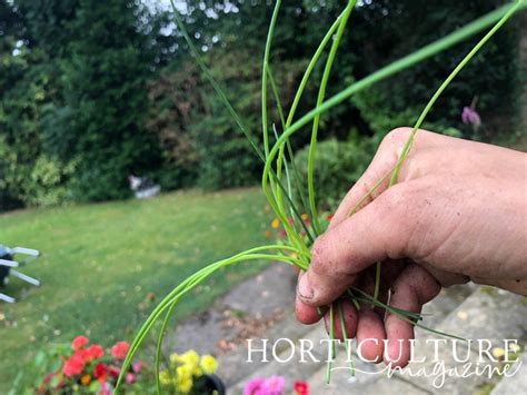 Only Harvest Chives Once The Leaves Grow To A Reasonable Height - We ...