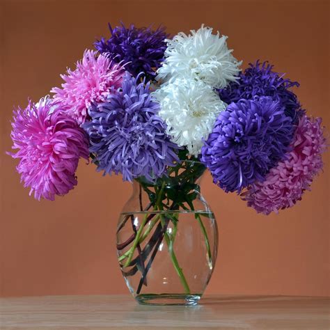 Astonishing Asters. by Terence Davis | Aster, Flower vases, Flower arrangements