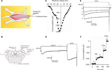 Whole-cell patch-clamp recordings of Ca2+ currents from isolated ...