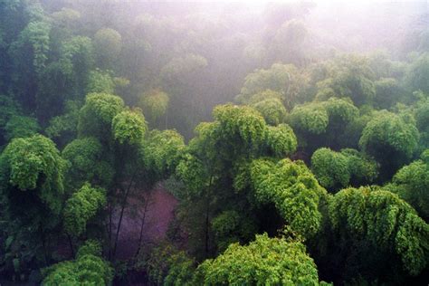 Photo of the week: The Bamboo Sea 蜀南竹海: Yibin 宜宾 Sichuan Province - Holachina.com