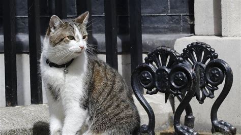 Downing Street cat Larry fights with the Foreign Office feline - News ...