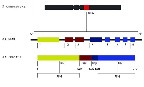 A schematic representation of androgen receptor gene and androgen ...