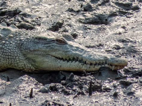 Sundarbans Wildlife Watching - Boat Safari- Roaming Owls