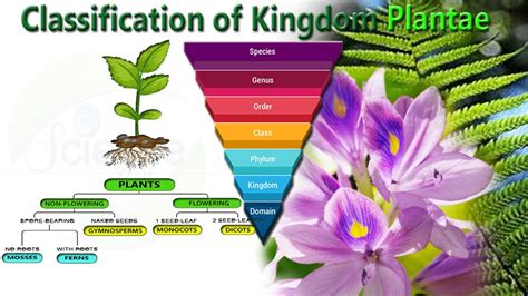 Plant Classification Plant Classification Kingdom Plantae Science Notes - Riset