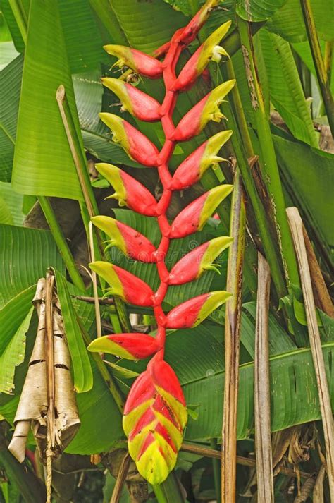 Heliconia Plant in the Rainforest Stock Image - Image of tropical, rain ...