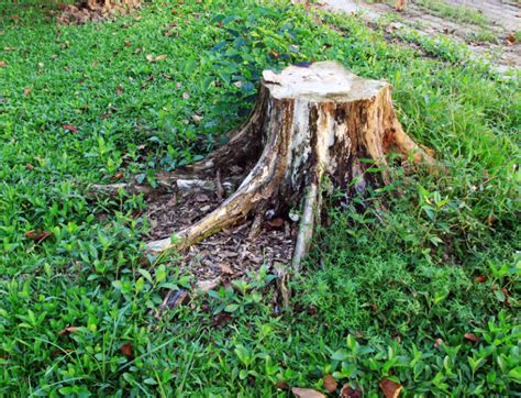 How to Rot a Tree Stump Quickly | 7 Steps for Rotting A Tree Stump in Oregon | Urban Forest Pro ...