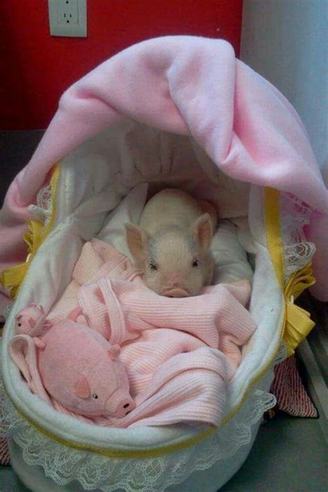 Sweet♡ | Baby pigs, Cute baby pigs, Cute animals