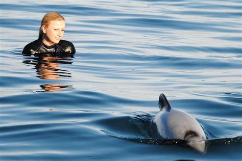 Akaroa Shore Excursion: Dolphin Experience in Akaroa Harbour 2024