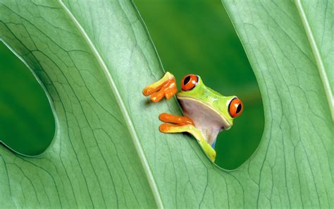 Funny Frog Wallpapers - Wallpaper Cave