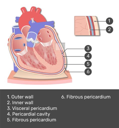 Pericardium Diagram