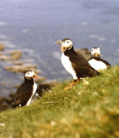 Puffins in Scotland - and why their auk-cousins get jealous