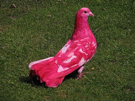 Pink pigeon - Alchetron, The Free Social Encyclopedia