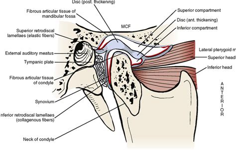 29: Temporomandibular Joint | Pocket Dentistry