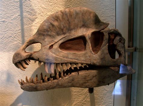 Dilophosaurus wetherilli | American Museum of Natural Histor… | Flickr