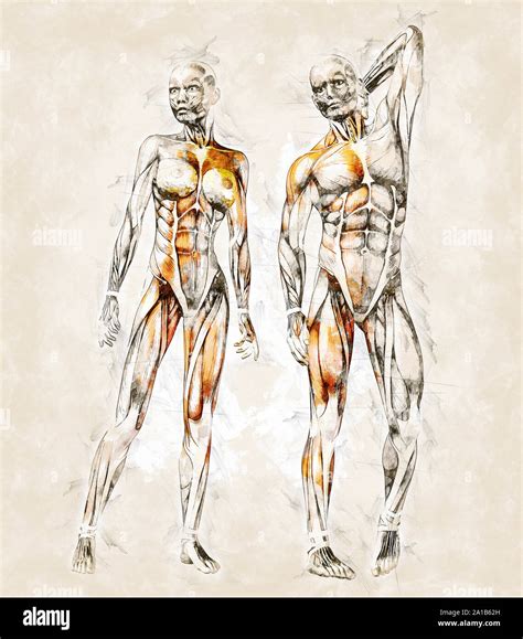 Human anatomy drawing hi-res stock photography and images - Alamy