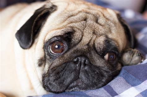 Dogs Evolved Sad Eyes to Manipulate Their Human Companions, Study Suggests | Live Science