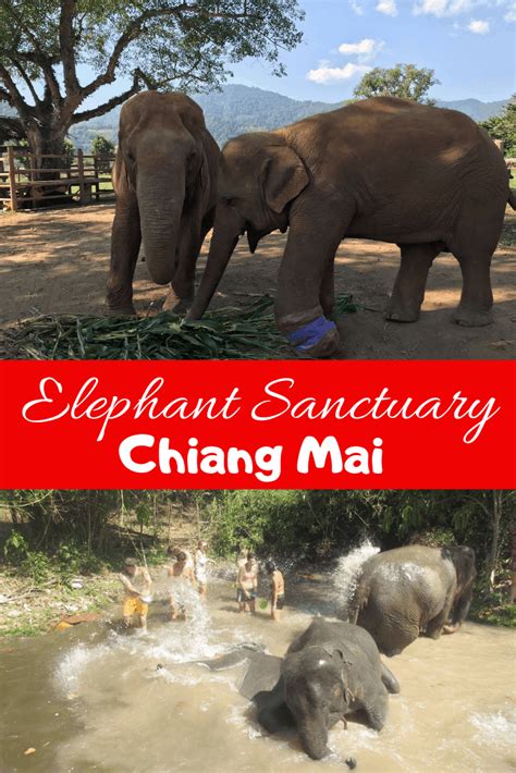 Visiting a Chiang Mai Elephant Sanctuary | Elephant sanctuary, Chiang mai elephant, Elephant ...