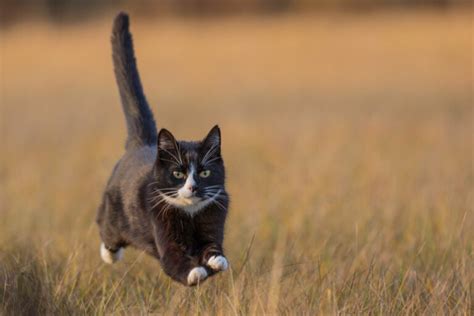 How Fast Can A Cat Run? » Petsoid