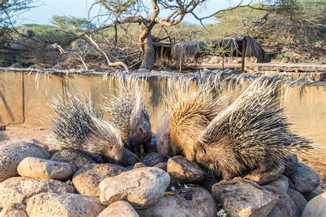 Visiting Decan wildlife refuge in Djibouti | Atlas & Boots