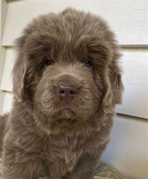 Newfoundland Dog Puppies For Sale | Low Country Highway, SC #341934