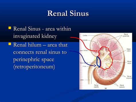 Renal sinus