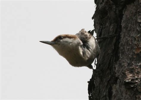 Seeking the Bahama Nuthatch - 10,000 Birds