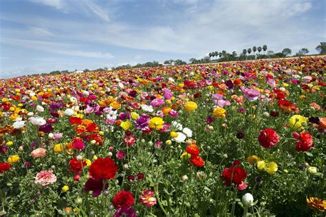 Flower Fields ready to bloom - The San Diego Union-Tribune