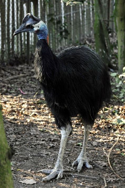 Casuarius bennetti - Dwarf Cassowary | Cassowary, Pet birds, Wild birds